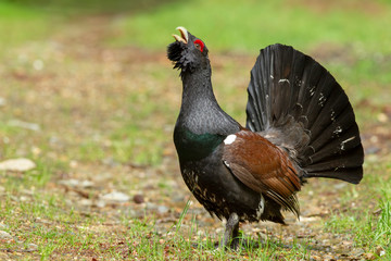 Auerhahn auf Waldwiese 
