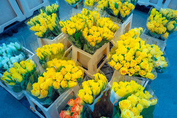 Yellow roses. Bouquets of roses. Tea roses. Spring flowers. Flower delivery. Flowers as a gift. Sale of flowers.