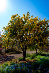 Naklejka premium ミモザ