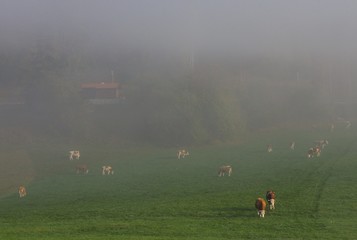 Fototapeta na wymiar kuhherde