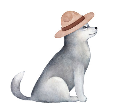 Friendly adorable sled dog puppy wearing light brown felt campaign hat. Sitting, side view, gray fluffy coat. Hand painted watercolour graphic sketch, cutout clip art element for creative design.