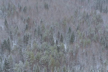 background, landscape - snowy winter forest