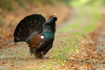 stolzer balzender Auerhahn auf laubigen Waldweg 
