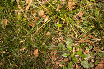 green grass