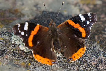 Fototapeta na wymiar close up of colorful admiral butterfly