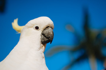 female cockatoo has red eye with blue sky behind palm tree summer tropical morning head shot Gold Coast Australia