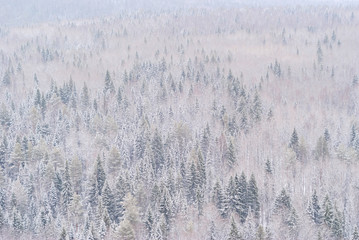background, landscape - snowy winter forest, taiga, top view