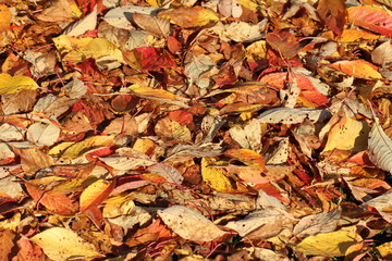 Herbst