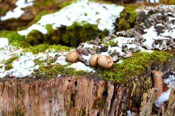 Mushrooms growing on the stump. Close-up. Background.