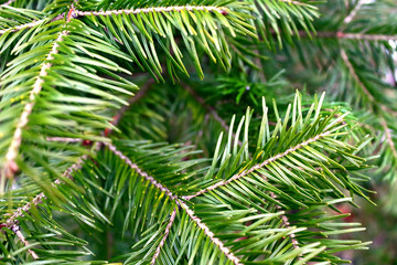 Christmas tree branches. Close-up. Background.