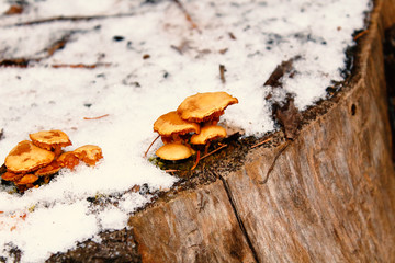 Mushrooms growing on the stump. Close-up. Background.