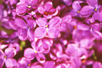 Lilac flowers Close-up. Background. Texture.