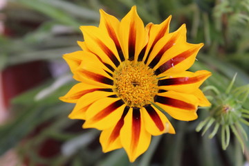 closeup of yellow flower