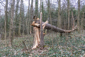 Umgestürzter Baum durch Sturm