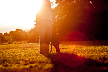 Obraz na płótnie Canvas Training of a German Shepherd dog in the sunset