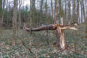 Umgestürzter Baum durch Sturm