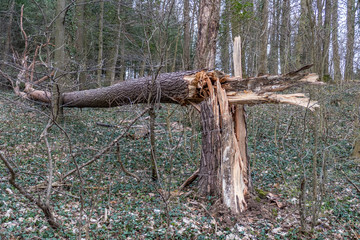 Umgestürzter Baum durch Sturm
