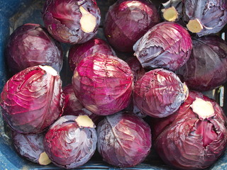 Fototapeta na wymiar Fresh red cabbages on the street market stall