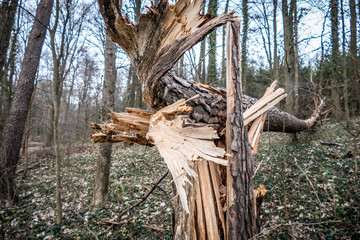 Umgestürzter Baum durch Sturm