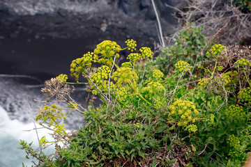 Nymphendolde (Astydamia latifolia)