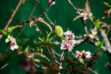 Mandelbaum (Prunus dulcis) - Mandelblüte