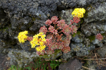 Mauerpfefferblättriges Aeonium (Aeonium sedifolium)