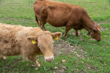 Naklejka na ściany i meble Free range Cattle in Italy