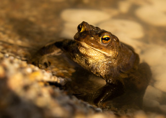 Erdkröte Nahaufnahme im Wasser