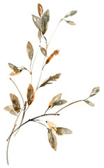 Watercolor tree branches