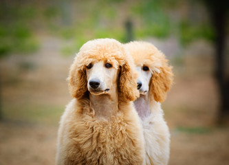 Two apricot Standard Poodle puppies side by side