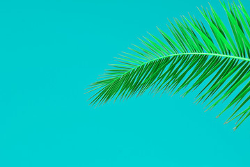 Obraz premium palm leaves on colored background