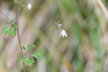 Medicinal plants / Semiaquilegia adoxoides flowers