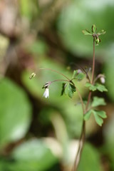 Medicinal plants / Semiaquilegia adoxoides flowers