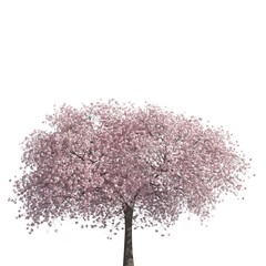 Fototapeta premium Tree 3d illustration isolated on the white background