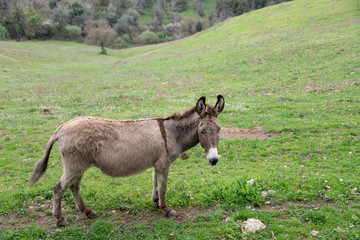 Naklejka na ściany i meble A Donkey in a green pasture