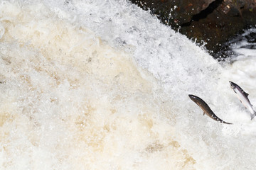 Wild Scottish atlantic salmon leaping on waterfall