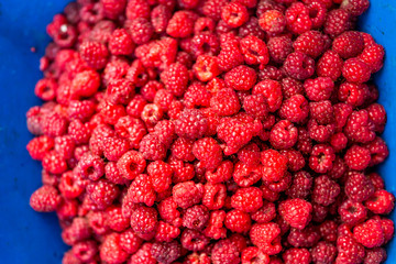Macro closeup of fresh dark pink garden wild raspberries showing detail, texture and pattern in vibrant blue basket of red berries fruit in spring summer flat top