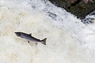 Obraz premium Wild Scottish atlantic salmon leaping on waterfall