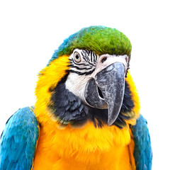 Fototapeta premium Blue-and-yellow macaw (Ara ararauna) in front of white background