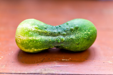 Closeup of dumbell shape small funny cucumber on table farm fresh green garden during summer harvest