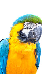 Blue-and-yellow macaw (Ara ararauna) in front of white background