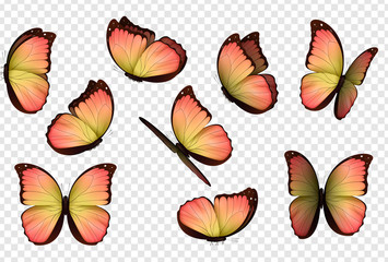 Butterfly vector. Colorful isolated butterflies. Insects with bright coloring on transparent background