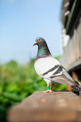 full body of homing pigeon standing outdoor