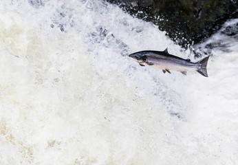 Wild Scottish atlantic salmon leaping on waterfall