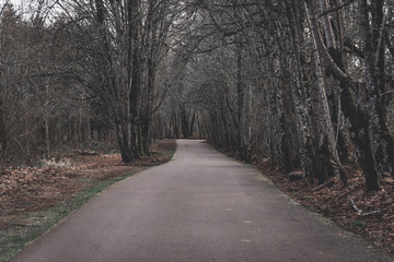 Obraz premium Long cement path through wooded forest environment