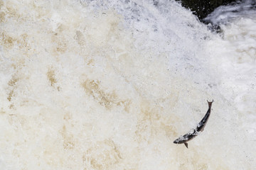 Wild Scottish atlantic salmon leaping on waterfall