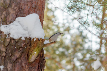 hungry wild bird nuthatch on a tree in spring forest