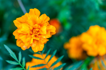 Macro closeup of yellow orange marigold flower in garden showing detail and texture with bokeh background in summer