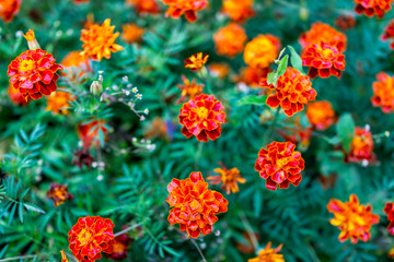 Many orange red marigold flowers pattern growing in garden flat top during summer season with leaves and nobody in landscaped backyard