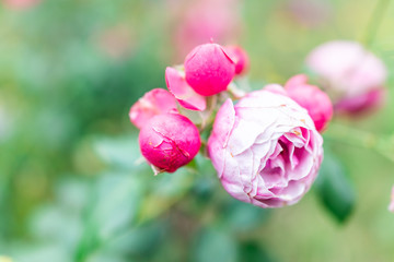 Rose Garden with macro closeup of bunch of closed early pink buds flowers in park during sunny summer day and bokeh background